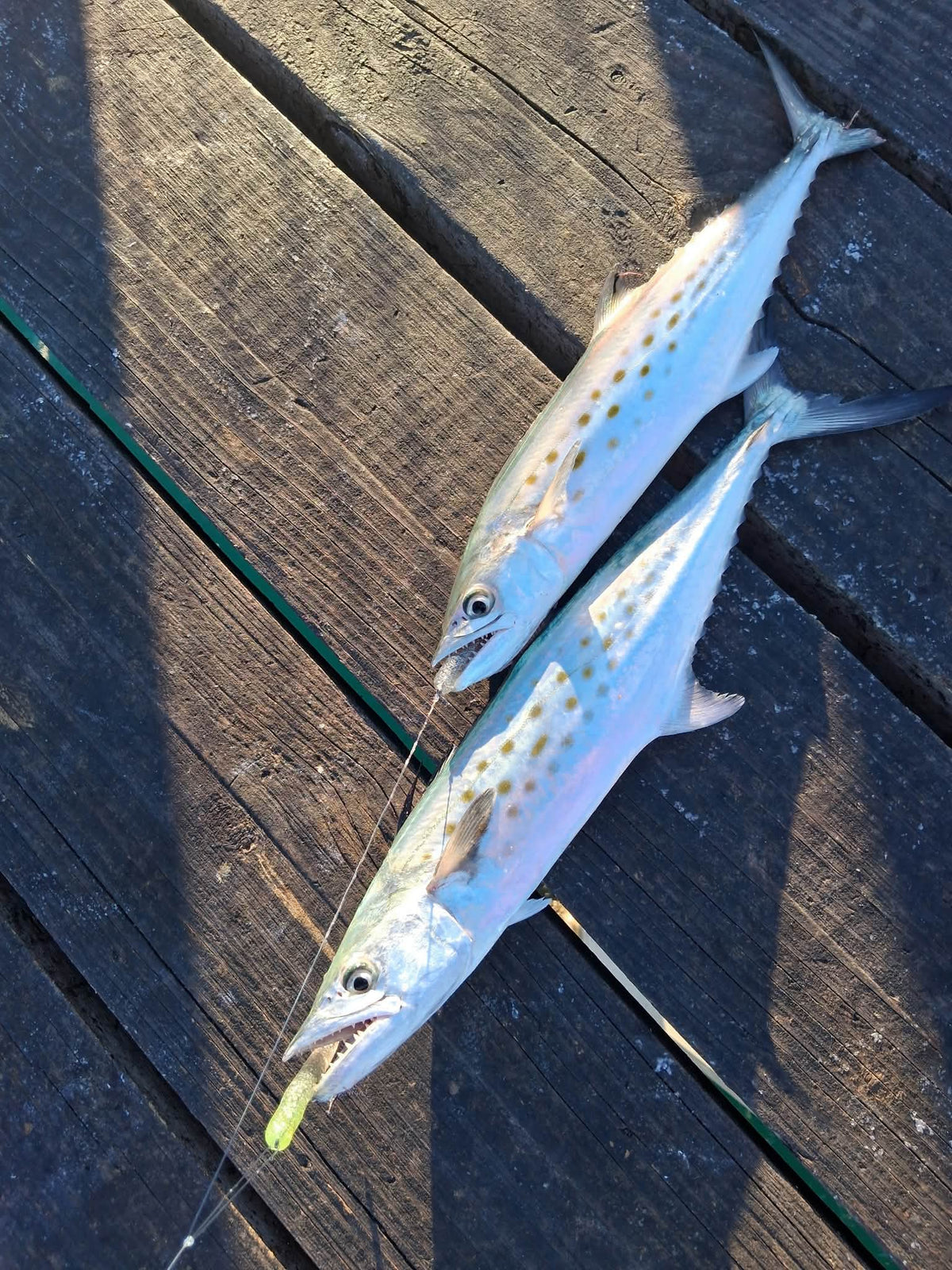 Color Guide and Customer Catches