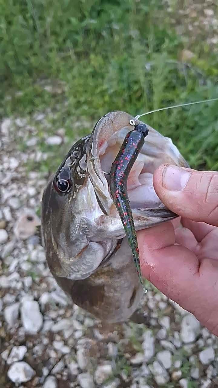 Color Guide and Customer Catches