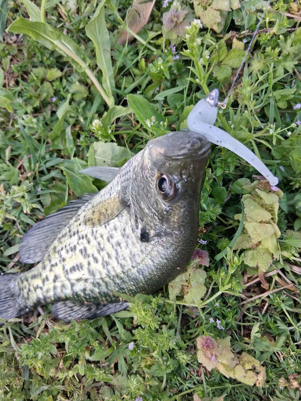 Color Guide and Customer Catches