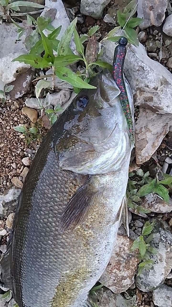 Color Guide and Customer Catches