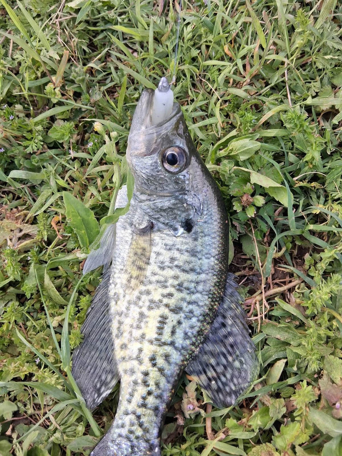 Color Guide and Customer Catches