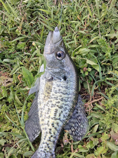 Color Guide and Customer Catches