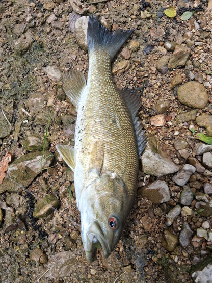 Color Guide and Customer Catches